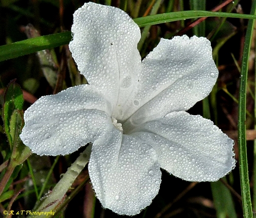{Ruellia noctiflora}